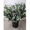 EUC CINEREA PB